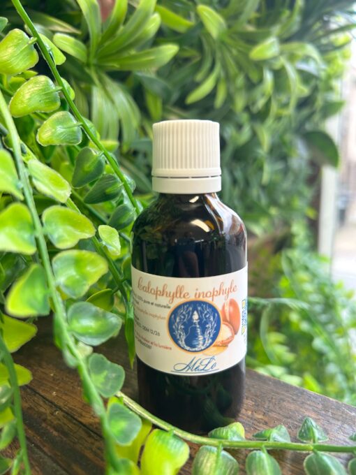 Calophylle 50 ml